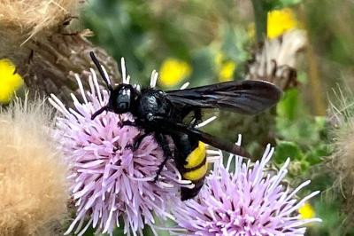 <i>Scolia hirta</i>
