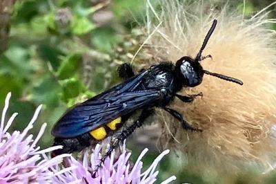 <i>Scolia hirta</i>