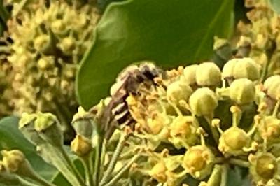 <i>Colletes hederae</i>