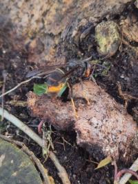 <i>Vespa velutina</i>