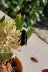 <i>Xylocopa</i>