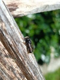 <i>Osmia cornuta</i>