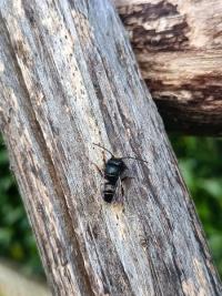 <i>Osmia cornuta</i>