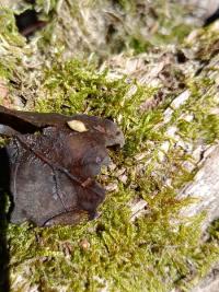 <i>Neuroterus quercusbaccarum</i>