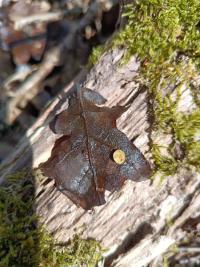 <i>Neuroterus quercusbaccarum</i>