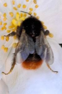 <i>Bombus lapidarius</i>