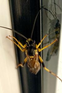 <i>Amblyteles armatorius</i>