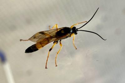 <i>Amblyteles armatorius</i>