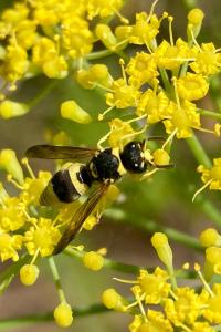 <i>Ancistrocerus</i>