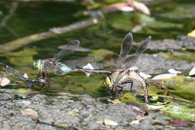 Anax parthenope