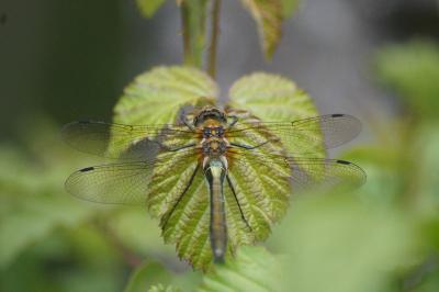 Cordulia aenea