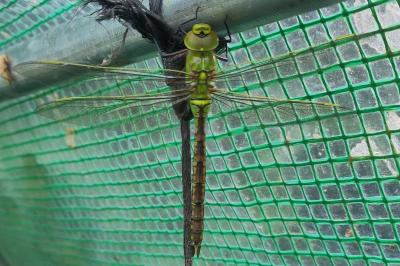Anax imperator