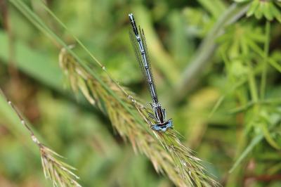 Platycnemis pennipes