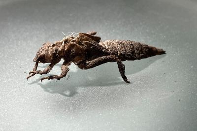 Gomphus pulchellus