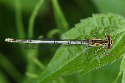 Platycnemis pennipes