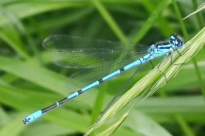 Coenagrion puella