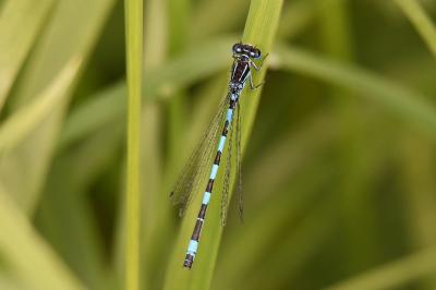 Coenagrion mercuriale
