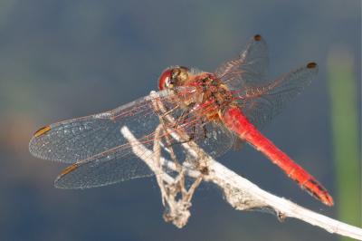 Sympetrum fonscolombii