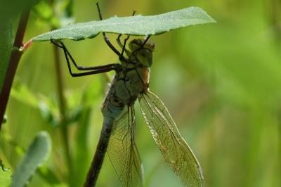 Anax parthenope