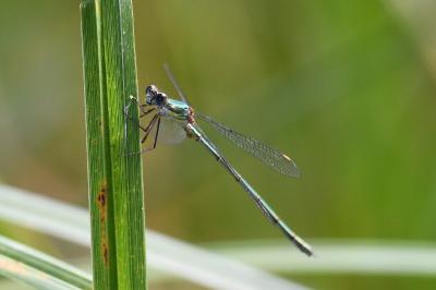 Chalcolestes viridis