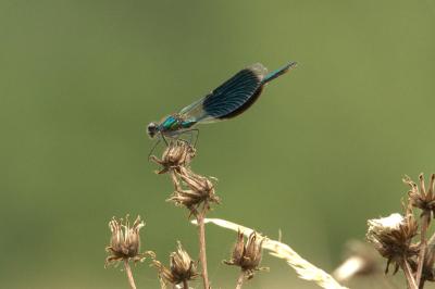 Calopteryx splendens