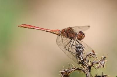 Sympetrum meridionale