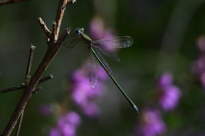 Lestes virens