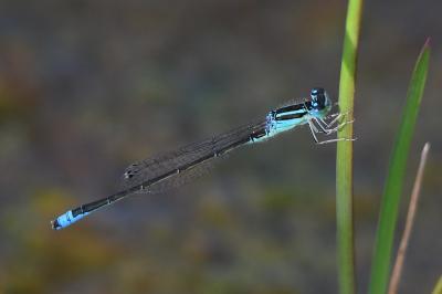 Ischnura pumilio