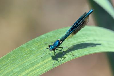 Calopteryx splendens