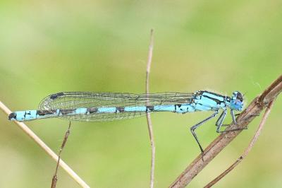 Enallagma cyathigerum