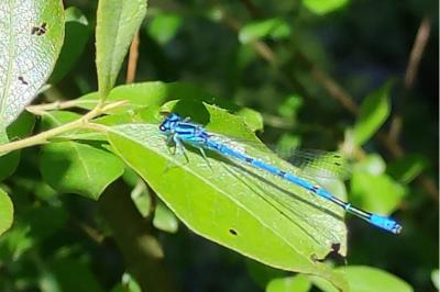 Coenagrion puella