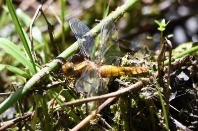 <i>Libellula depressa</i>