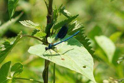 <i>Calopteryx splendens</i>