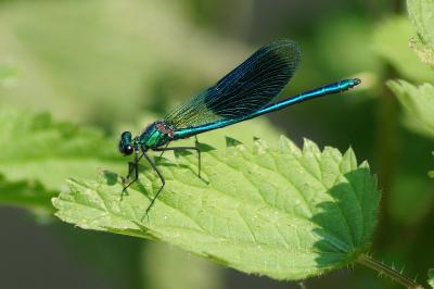 <i>Calopteryx splendens</i>