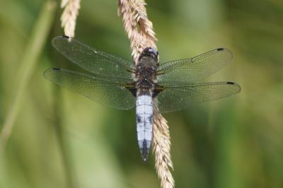 <i>Libellula fulva</i>