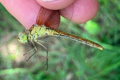 <i>Sympetrum meridionale</i>
