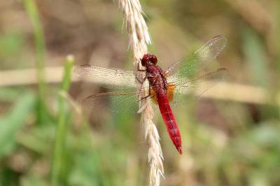 <i>Crocothemis erythraea</i>