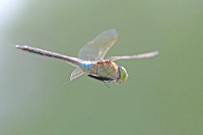 <i>Anax parthenope</i>
