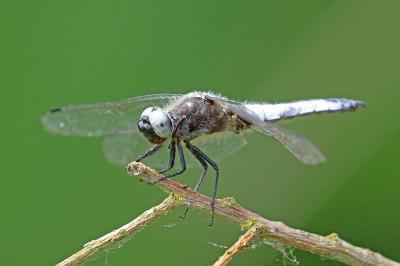 <i>Libellula fulva</i>