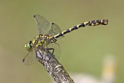 <i>Onychogomphus forcipatus</i>