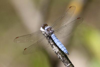 <i>Orthetrum brunneum</i>
