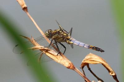 <i>Orthetrum cancellatum</i>