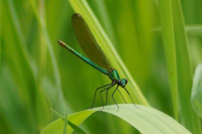 <i>Calopteryx splendens</i>