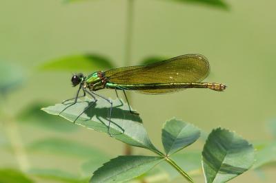 <i>Calopteryx splendens</i>