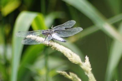 <i>Libellula fulva</i>