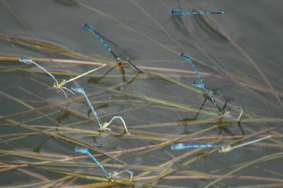 <i>Erythromma lindenii</i>