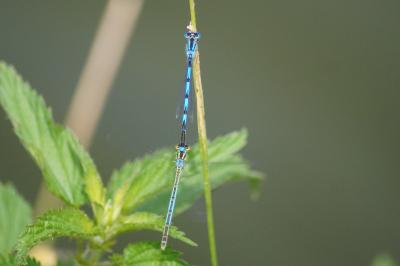 Erythromma lindenii