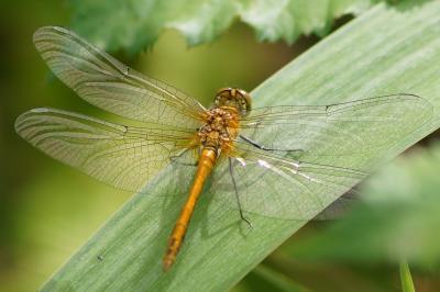 <i>Sympetrum sanguineum</i>
