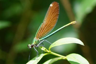 <i>Calopteryx virgo</i>