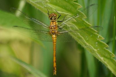 <i>Sympetrum sanguineum</i>